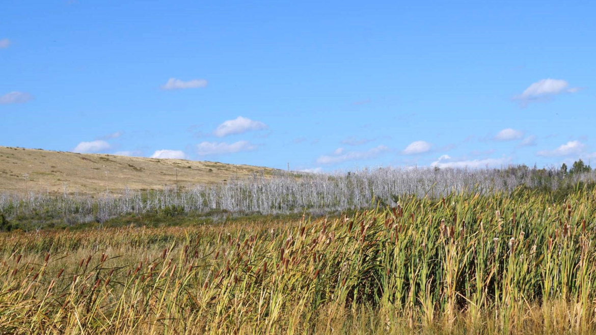 Indigenous Lands